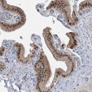 Anti-ZNF426 antibody produced in rabbit 