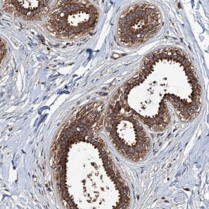 Anti-ZNF438 antibody produced in rabbit 