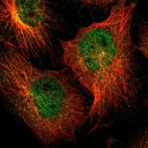 Anti-ZNF44 antibody produced in rabbit 