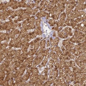Anti-ZNF443 antibody produced in rabbit 