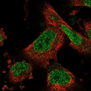 Anti-ZNF484 antibody produced in rabbit 