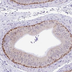 Anti-ZNF485 antibody produced in rabbit 