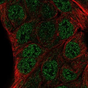 Anti-ZNF488 antibody produced in rabbit 