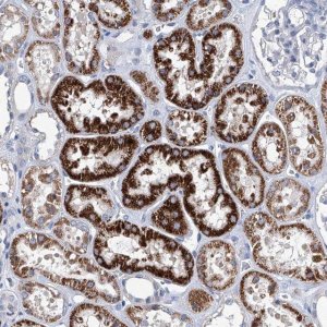 Anti-ZNF519 antibody produced in rabbit 
