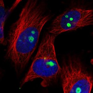 Anti-ZNF519 antibody produced in rabbit 