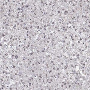 Anti-ZNF532 antibody produced in rabbit
