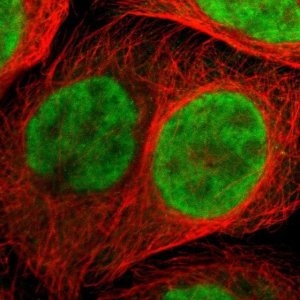 Anti-ZNF544 antibody produced in rabbit 
