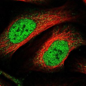Anti-ZNF549 antibody produced in rabbit 