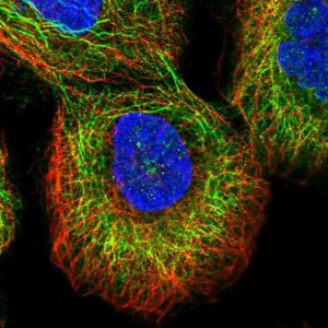 Anti-ZNF573 antibody produced in rabbit 