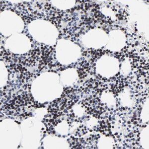 Anti-ZNF589 antibody produced in rabbit 