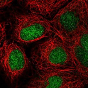 Anti-ZNF629 antibody produced in rabbit 