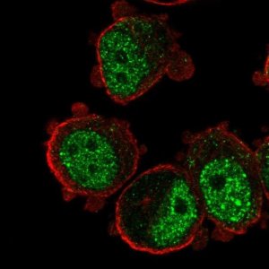 Anti-ZNF717 antibody produced in rabbit 