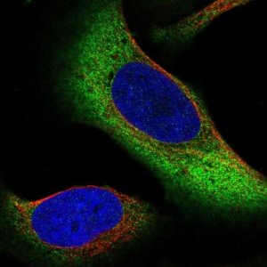 Anti-ZNF721 antibody produced in rabbit 