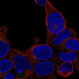 Anti-ZNF747 antibody produced in rabbit 
