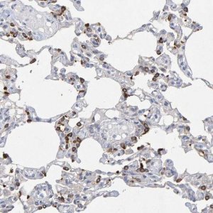 Anti-ZNF77 antibody produced in rabbit 