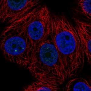 Anti-ZNF778 antibody produced in rabbit HPA052057-100UL