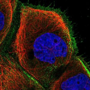 Anti-ZNF839 antibody produced in rabbit 