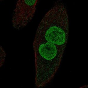 Anti-ZPLD1 antibody produced in rabbit 