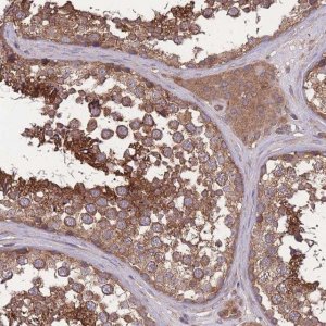 Anti-ZPR1 antibody produced in rabbit 