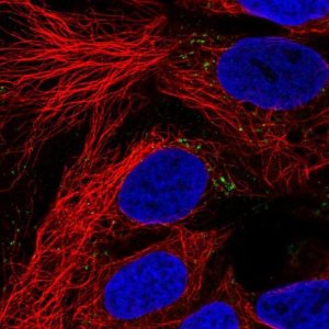 Anti-ZPR1 antibody produced in rabbit 