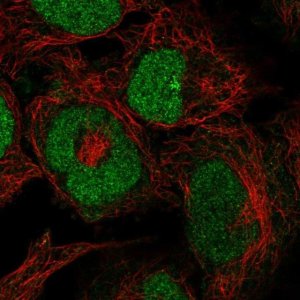 Anti-ZRANB2 antibody produced in rabbit 