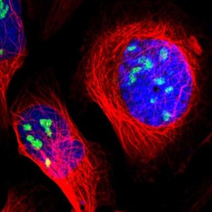 Anti-ZSCAN1 antibody produced in rabbit 