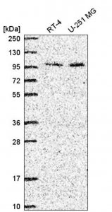 Anti-ZXDC antibody produced in rabbit 