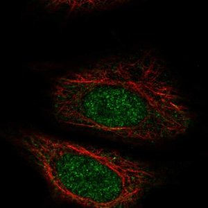 Anti-ZYG11A antibody produced in rabbit 