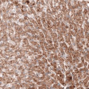Monoclonal Anti--G6PC antibody produced in mouse 