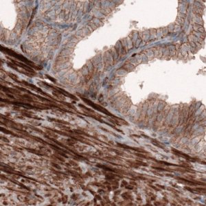 Monoclonal Anti-ACTB antibody produced in mouse 