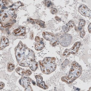Monoclonal Anti-ADGRL4 antibody produced in mouse 