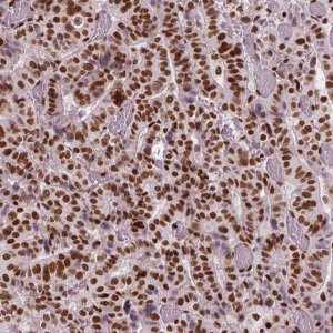 Monoclonal Anti-BRD4 antibody produced in mouse 
