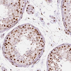 Monoclonal Anti-BRD4 antibody produced in mouse 