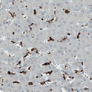 Monoclonal Anti-CD68 antibody produced in mouse 
