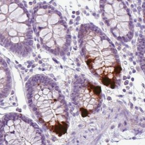 Monoclonal Anti-CHGA antibody produced in mouse 