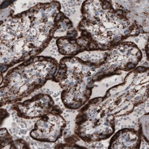 Monoclonal Anti-COX4I1 antibody produced in mouse 