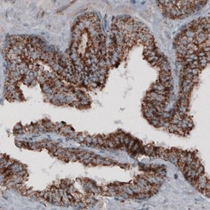 Monoclonal Anti-CS antibody produced in mouse 