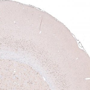 Monoclonal Anti-FOXP2 antibody produced in mouse 