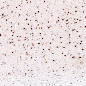Monoclonal Anti-FOXP2 antibody produced in mouse 