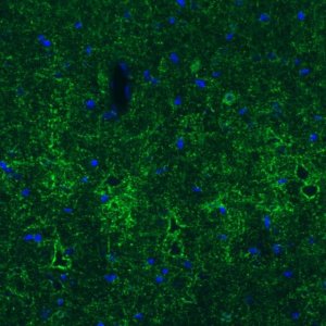 Monoclonal Anti-GAD1 antibody produced in mouse 