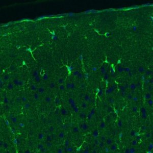 Monoclonal Anti-GLUL antibody produced in mouse 