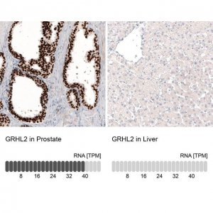 Monoclonal Anti-GRHL2 antibody produced in mouse 