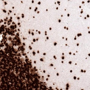 Monoclonal Anti-H2AFX antibody produced in mouse 