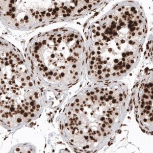 Monoclonal Anti-H2AFX antibody produced in mouse 