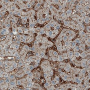 Monoclonal Anti-ITIH4 antibody produced in mouse 