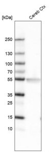 Monoclonal Anti-LHX2 antibody produced in mouse 