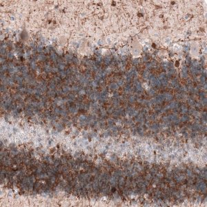 Monoclonal Anti-MAP2 antibody produced in mouse 