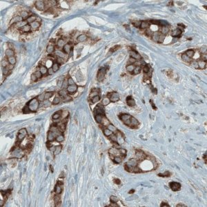 Monoclonal Anti-MCL1 antibody produced in mouse 