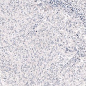 Monoclonal Anti-NANOG antibody produced in mouse 