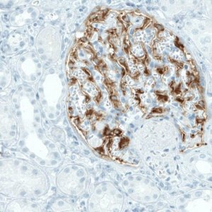 Monoclonal Anti-NECAB1 antibody produced in mouse 